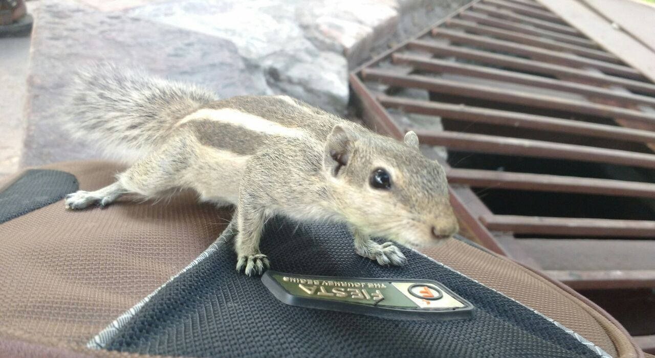 Squirrel - New Delhi
